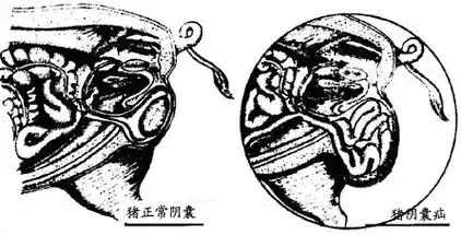 仔猪阴囊疝的手术疗法(图)