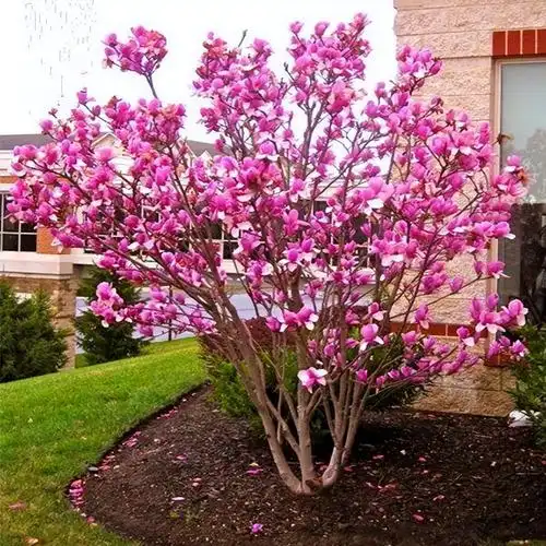 西府海棠多少钱一棵家有小院子