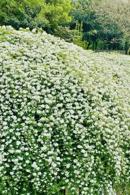 七里香很有夏天的感觉##带着微博去旅行##春游季