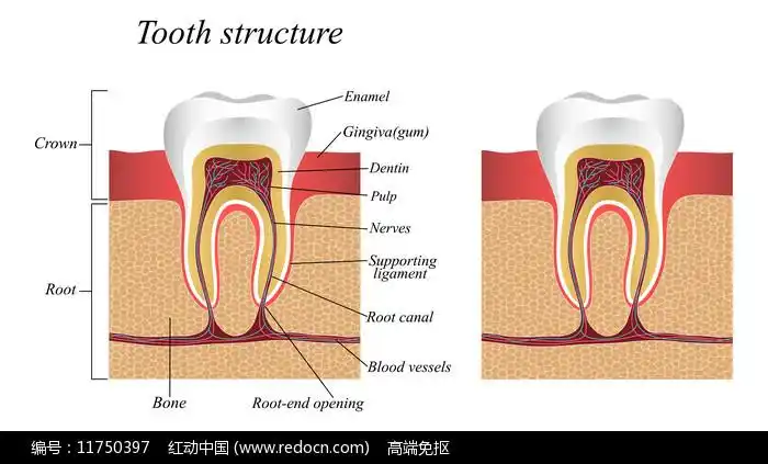 口腔牙齿牙龈结构图图片_卡通手绘_编号11750397_红动中国