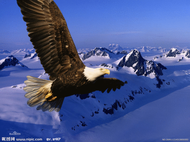 瓜达鲁贝美洲大鹰保留着祖先的巨大身材,是一种独一无二的鹰类.
