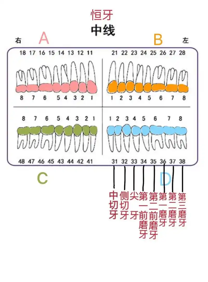 口腔护士笔记5牙位记录 1部位记录法:分为4区,用a