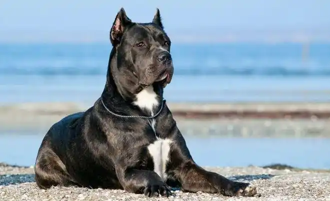 2022盘点世界上体型最大的15只狗狗比人还高堪称巨无霸