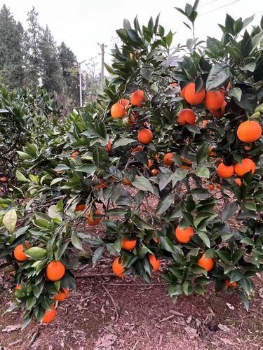 新鲜橙子水果送礼里耶现摘整箱大果孕妇当季手剥甜橙橘脐橙10斤装