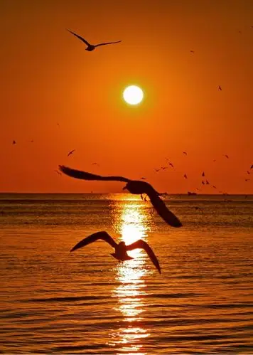 海鸥在蓝天和阳光下飞翔(泉流大海摄)