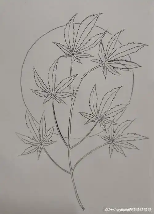 黑白线描植物手绘,一支笔画一枝枫树叶