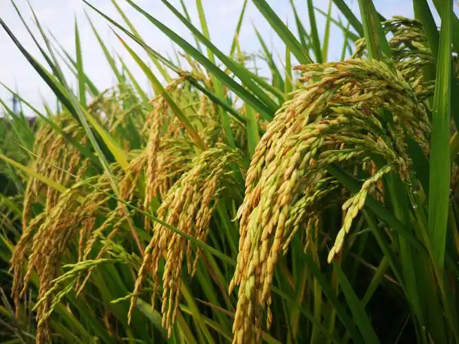 《金灿灿的稻田》 沈嫦娥摄