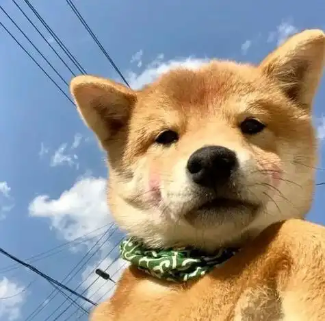 动物头像图片逗比 动物头像图片大全 -【爱个性】