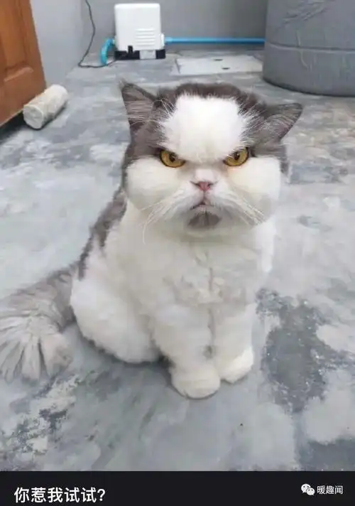 笑到肚子疼的沙雕搞笑幽默图片(七十四) - 知乎