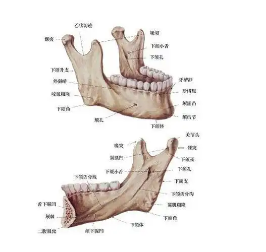 颌面部骨骼解剖图谱-人体解剖图 颌面部的中,下部分由上颌骨,下颌骨及