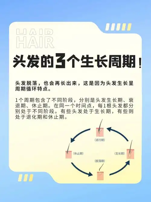 头发的3个生长周期