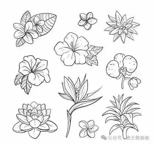 既经典,又实用!100例花卉线稿资料,临摹学画67!