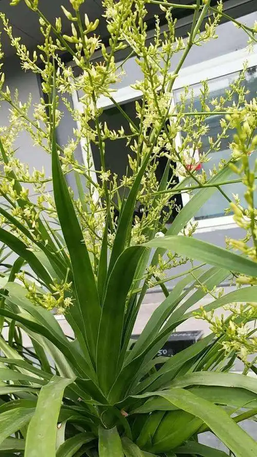 龙血树高大有气势,养在家里注意病虫害,能开花运气极好