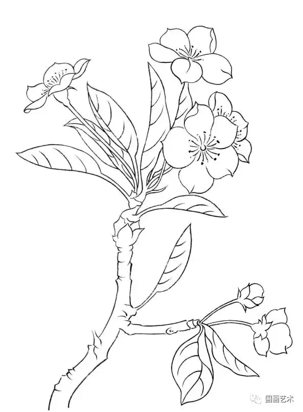 春天宜画桃花,请收下白描,素描,写意,工笔桃花的画法!