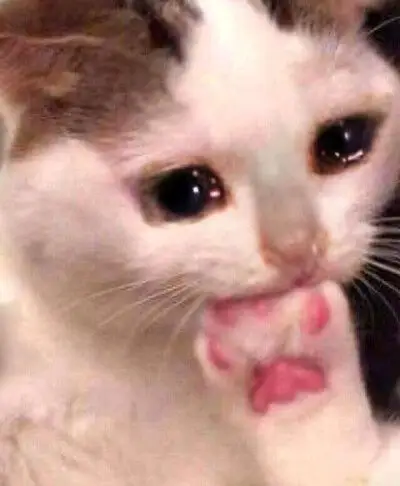 猫猫脸搜索用:流泪猫猫头/哭泣猫猫/crying cat/哭哭猫/猫咪/表情包