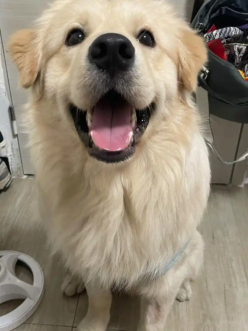 金毛串萨摩耶.宝宝只是一头小猪99 #是宠物更是家人 #铲屎 - 抖音