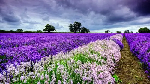 android安卓小清新 娇艳欲滴 花高清手机壁纸免费下载,安心市场-用