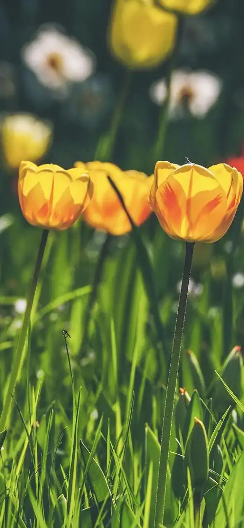 唯美花卉郁金香摄影手机壁纸