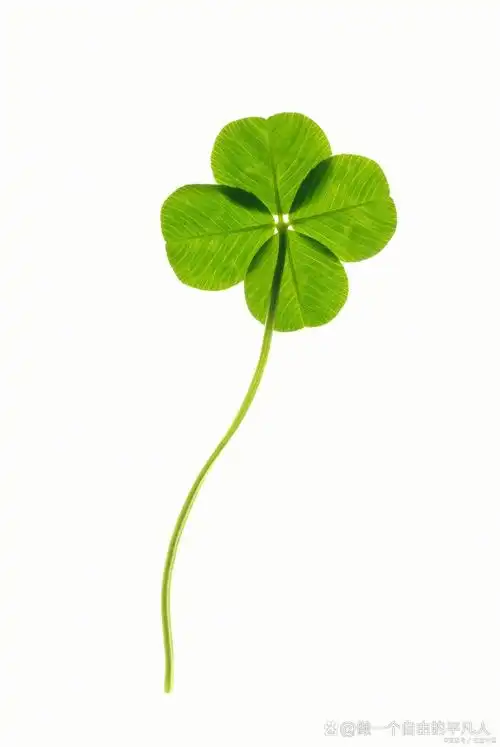 让我们在人生的旅途中,怀揣着四叶草的寓意,勇往直前,追寻属于自己的