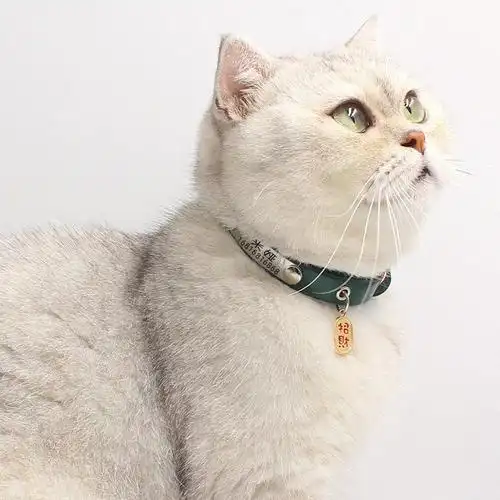 跨境 猫咪项圈猫铃铛猫牌皮革刻字防丢身份铭牌幼猫狗项圈小型犬