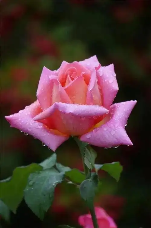 漂亮的花图片「漂亮的花图片大全大图简笔画」_农业致富网