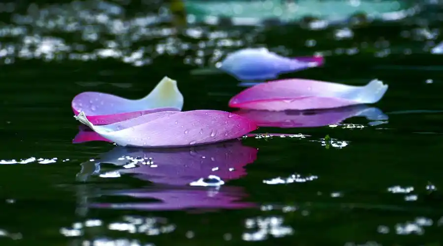 夏日,酝酿泪水的季节,雨中的落荷
