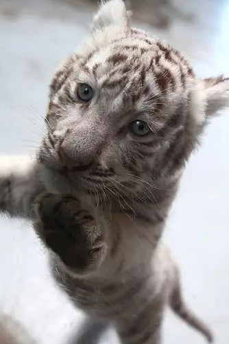 可以给点可爱的老虎图片吗