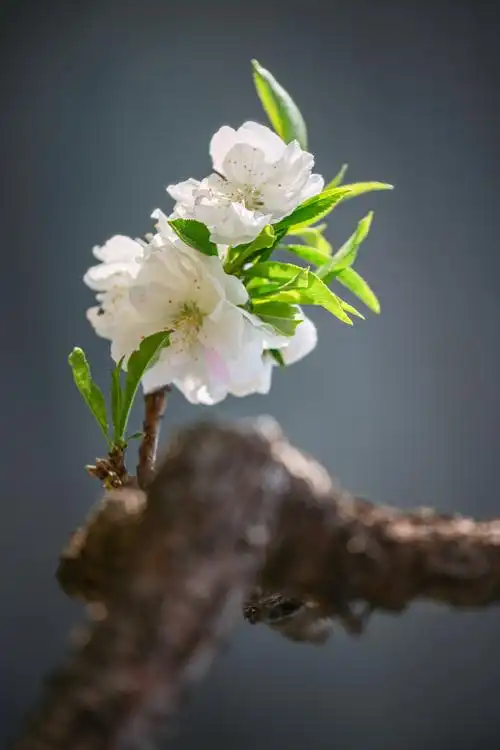 桃花的种类颜色