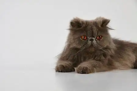 蓝色波斯猫照片