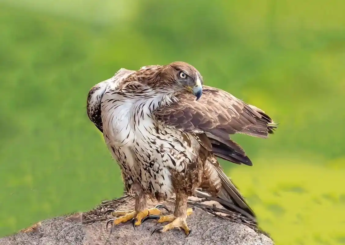 猛禽白腹隼雕.鹰爸艰辛捕猎,鹰妈精心喂育.空中尽显威武,巢里 - 抖音