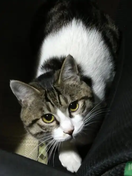 土猫田园猫真的没品种猫好看吗