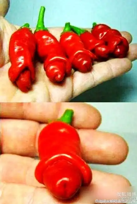 亮瞎!超邪恶的蔬菜瓜果酷似人体器官 销魂的奇葩蔬菜搞笑图片