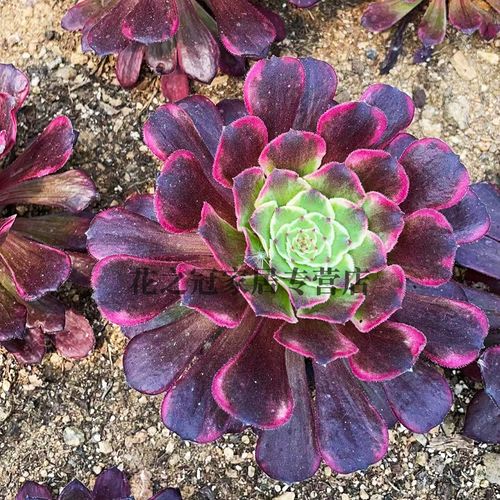 超墨法师水墨画变异多肉植物老桩红颜一物一拍花卉盆栽粉黛萤火