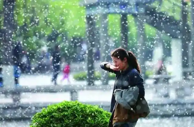 柳絮小危害 - 校园动态 - 松原经开职业学校【官网】