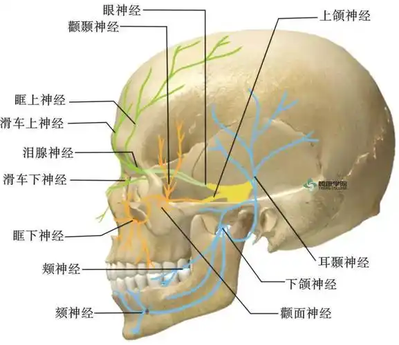 脑神经的纤维成分,核团及功能_面神经