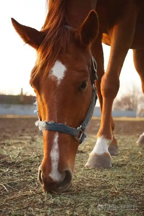 一匹棕色马吃草的画像