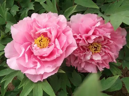 [分享]洛阳牡丹——银红巧对