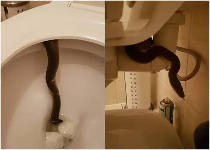 旱季来临 澳洲巨型蠎蛇贯穿马桶吓坏人