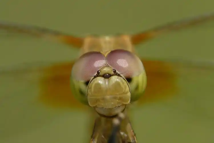 5万颗牙?蜻蜓有2.8万只眼?我一定不是最后一个知道的