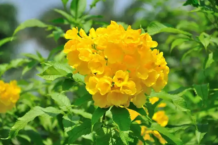 【种子植物】领域_百科_技点网