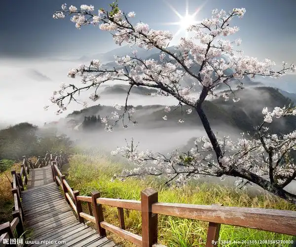 梅花唯美风景图片