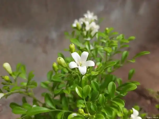 九里香,又称七里香,千里香,是一种常绿灌木或小乔木,因其花香浓郁,能