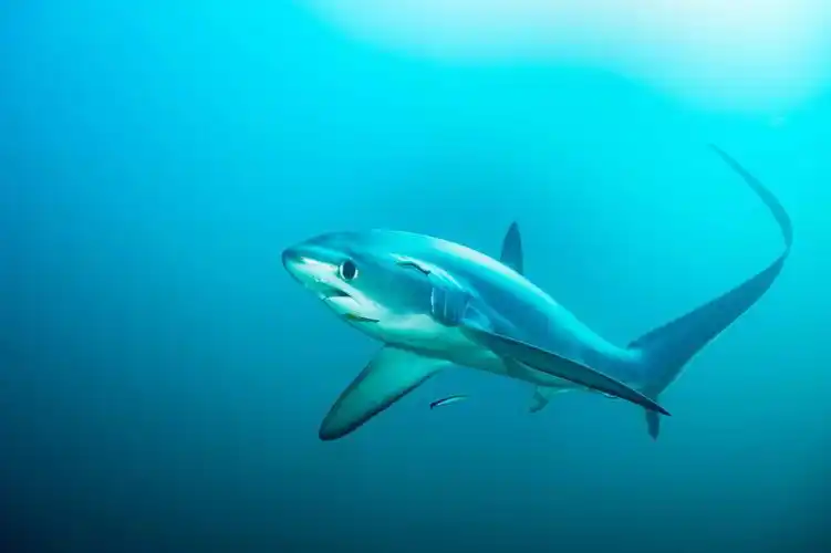 长尾鲨尾巴可以当鞭子用的大眼萌