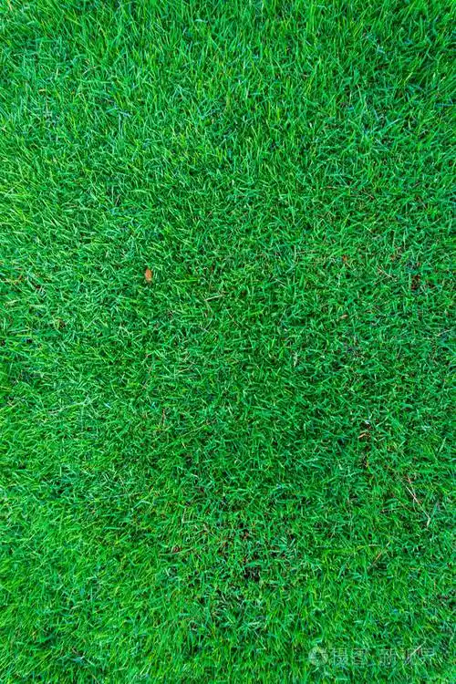 绿色草甸草背景