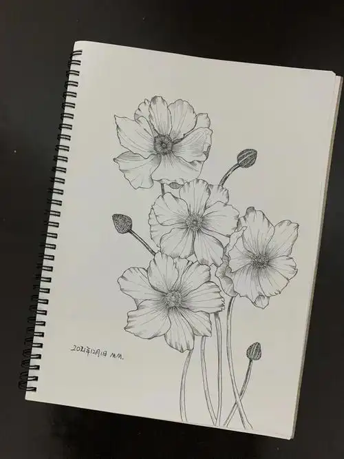 控笔第79天零基础学画画针管笔临摹附线稿