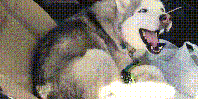 搞笑动物有趣的搞笑笑死人厉害了gif动图_动态图_表情包下载_soogif