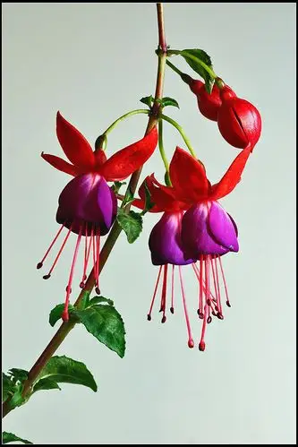 近摄:吊钟海棠(倒挂金钟)