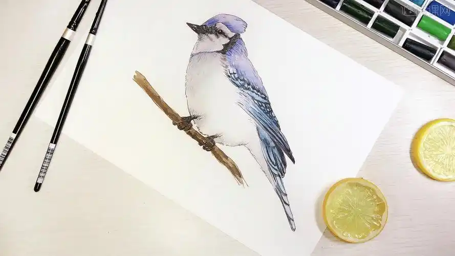 钢笔淡彩-手绘小鸟教程视频 - 绘画插画教程_钢笔,水彩 - 虎课网