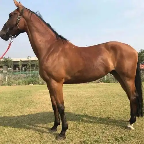 粉皮书里的皇室贵族特雷克纳马