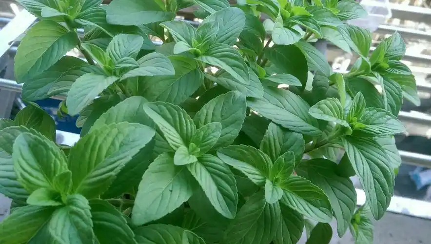 请教达人,我这盆薄荷是什麼品种的啊?